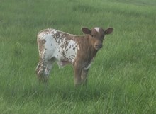 bull calf - 2024 Hello Darlin x Sugar Ring