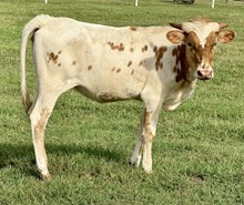 Talula heifer