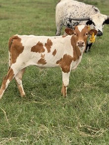 Heifer calf- Painted Rose X Hello Darlin