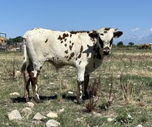 Graceful Bull